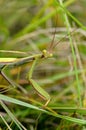 Praying mantis Royalty Free Stock Photo