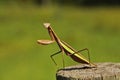 Praying Mantis Royalty Free Stock Photo