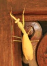 Praying mantis