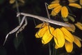 Praying Mantis Royalty Free Stock Photo