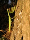 Praying mantis Royalty Free Stock Photo