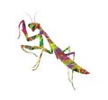 Praying mantis Royalty Free Stock Photo