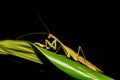 Praying mantis Africa Madagascar wildlife