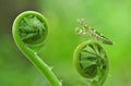 Praying Mantis,Mantis Praying,Mantis,Animals,Macro Royalty Free Stock Photo