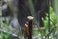 Praying mantis (Archimantis latistyla) Royalty Free Stock Photo