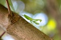 Praying Mantis Arthropoda standing still on a branch, blurred background