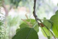 Praying mantis back side view Royalty Free Stock Photo