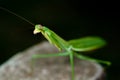 A Praying Mantis on The Black background Royalty Free Stock Photo