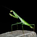 A Praying Mantis on The Black background Royalty Free Stock Photo