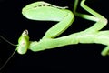 A Praying Mantis on The Black background close up Royalty Free Stock Photo