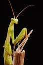 Praying mantis on a black background Royalty Free Stock Photo