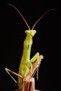 Praying mantis on a black background Royalty Free Stock Photo