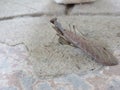 Praying Mantis body. Symbol of stillness meditation. light brown grey. front view. Close-up