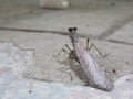 Praying Mantis body. Symbol of stillness meditation. light brown. grey. side and back view. Close-up