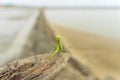 Praying mantis on a branch in the dry season. Praying mantis in arid area Royalty Free Stock Photo
