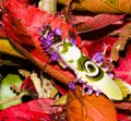 Praying Mantis on bright red leaves, shortly after its metamorphosis from its `grub` stage.