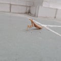 Praying Mantis, Brown adult female European mantis Royalty Free Stock Photo