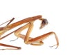 Praying mantis bug insect isolated Royalty Free Stock Photo