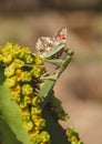 Praying Mantis With Butterfly