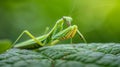 Praying mantis camouflaged on green leaf macro view revealing predatory stance and mimicry