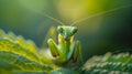 Praying mantis camouflaged on green leaf macro view reveals predatory stance and mimicry