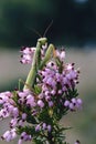 praying mantis and channelled heath