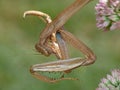 Praying Mantis Cleaning Forelimbs Royalty Free Stock Photo