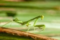 Praying Mantis Royalty Free Stock Photo