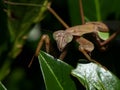 Praying Mantis Close up Big Eyes