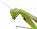 Praying Mantis Close-up: Face of a Predator Royalty Free Stock Photo