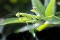 Praying Mantis