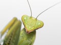 Macro shot of a praying mantis on a white background looking at the camera Royalty Free Stock Photo