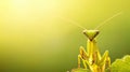 A Praying Mantis Closeup Royalty Free Stock Photo