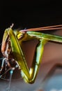 Praying Mantis close up Royalty Free Stock Photo