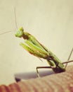 Praying mantis closeup Royalty Free Stock Photo