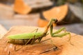 Praying mantis