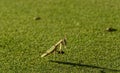 Praying Mantis with Cockroach