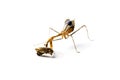 Praying mantis and cockroach Royalty Free Stock Photo