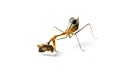 Praying mantis and cockroach Royalty Free Stock Photo