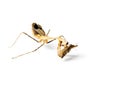 Praying mantis and cockroach Royalty Free Stock Photo