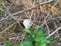 Praying Mantis cocoon on branch early spring