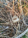 Praying Mantis cocoon on branch early spring