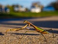 Praying Mantis on Concrete