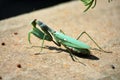 Praying mantis on concrete wall