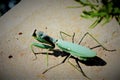 Praying mantis on concrete wall