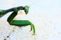 Praying mantis on concrete wall