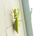 Praying Mantis on Door Frame