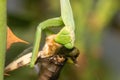 Praying mantis eating a cicada close up look