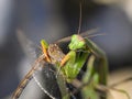 Praying mantis eating dragonfly on stone in bright sunlight Vienna Austria Royalty Free Stock Photo