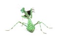 Praying mantis eating a fly isolated on white Royalty Free Stock Photo